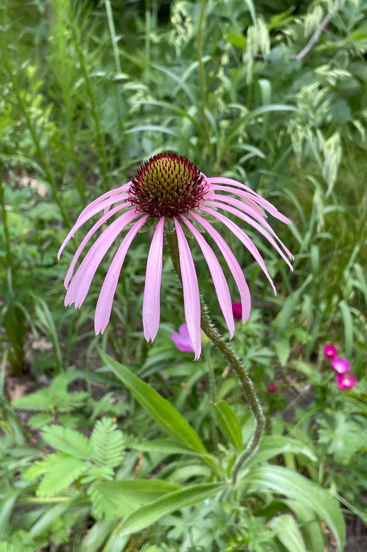 Pale Purple Coneflower - Echinacea pallida