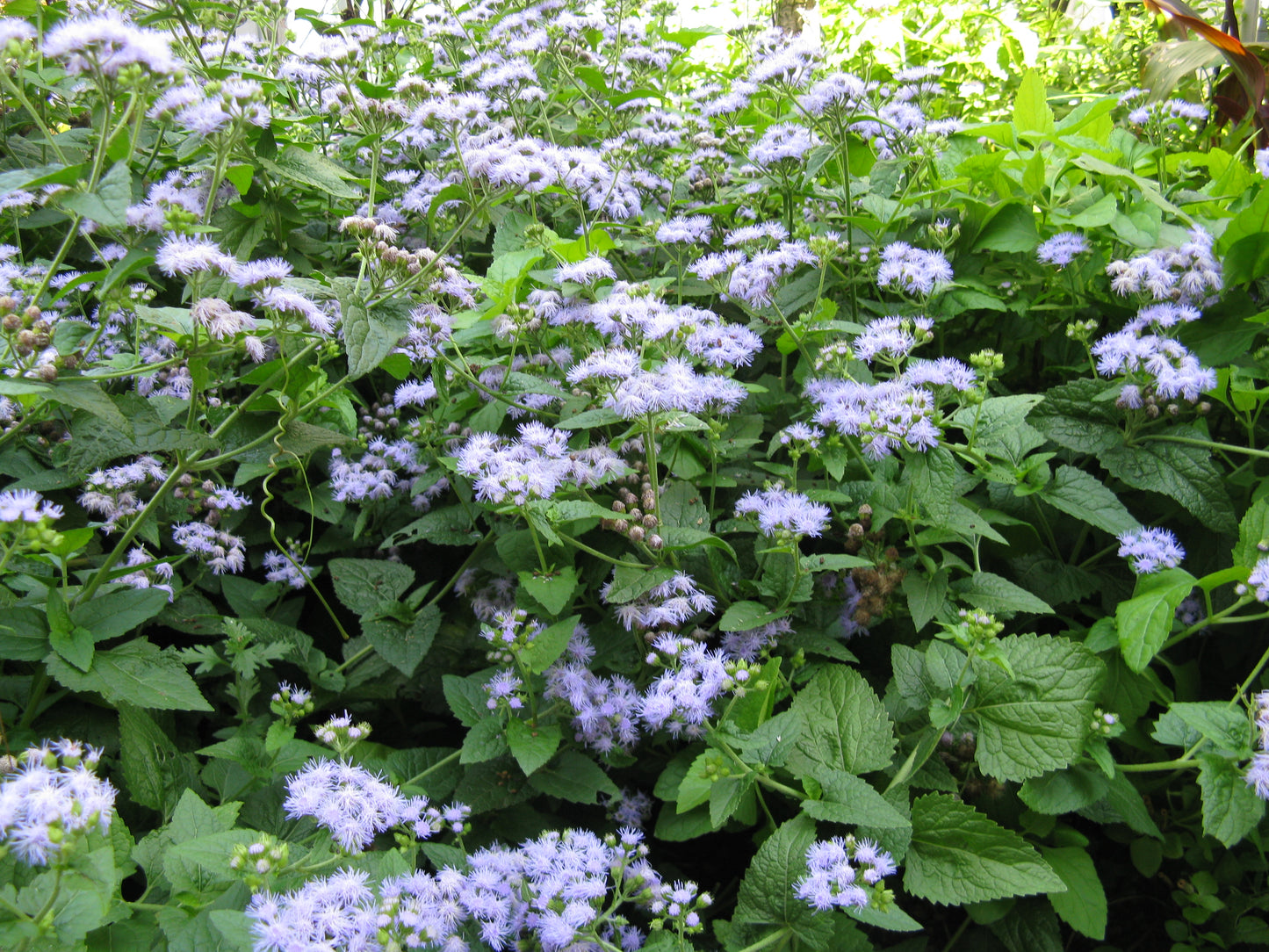 Mistflower - Conoclinium coelestinum