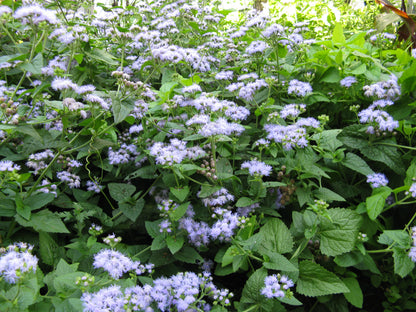 Mistflower - Conoclinium coelestinum