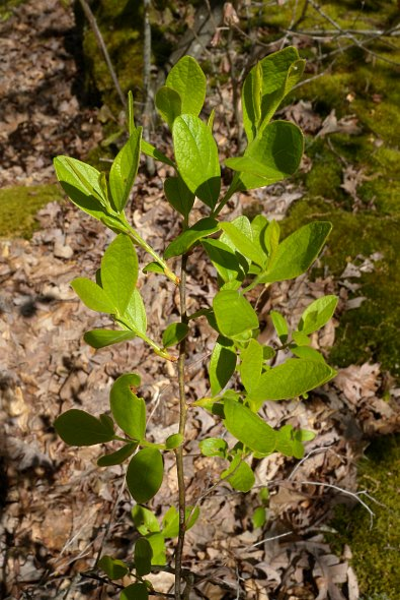 Black Huckleberry-Gaylussacia baccata