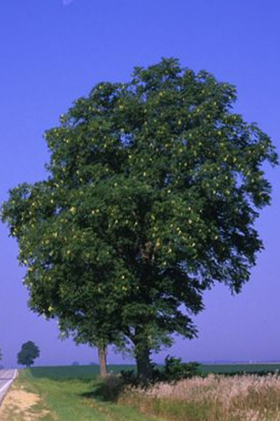 Kentucky Coffee Tree - Gymnocladus dioicus