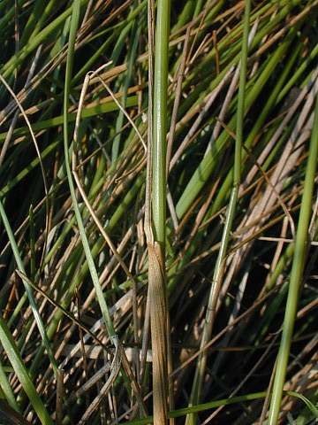 Dudley's Rush - Juncus dudleyi – West Cook Native Plant Sale