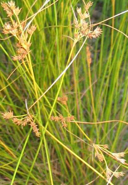 Dudley's Rush - Juncus dudleyi – West Cook Native Plant Sale