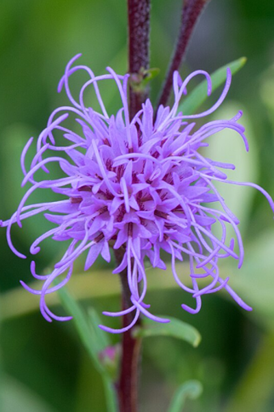 Meadow Blazing Star - Liatris ligulistylis