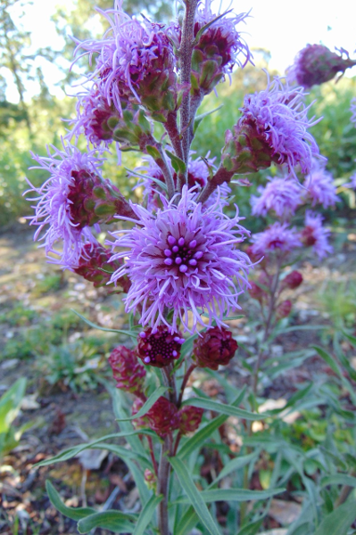 Meadow Blazing Star - Liatris ligulistylis