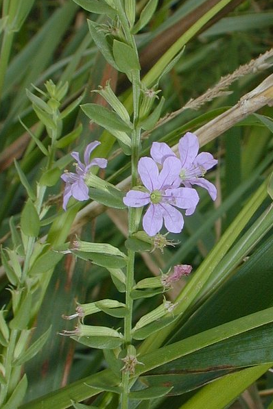 Winged Loosestrife - Lythrum alatum