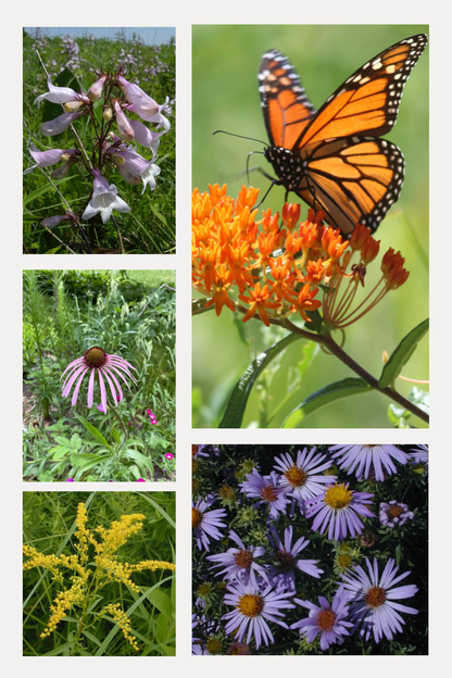 Monarchs and Friends Paradise Kit
