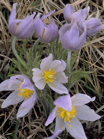 Pasque Flower – Pulsatilla patens