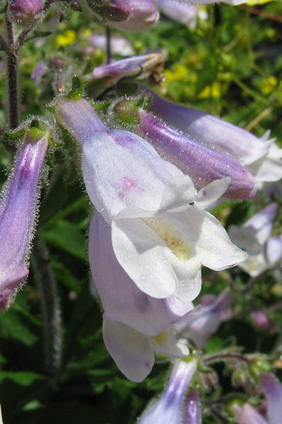 Hairy Beardtongue – Penstemon hirsutus