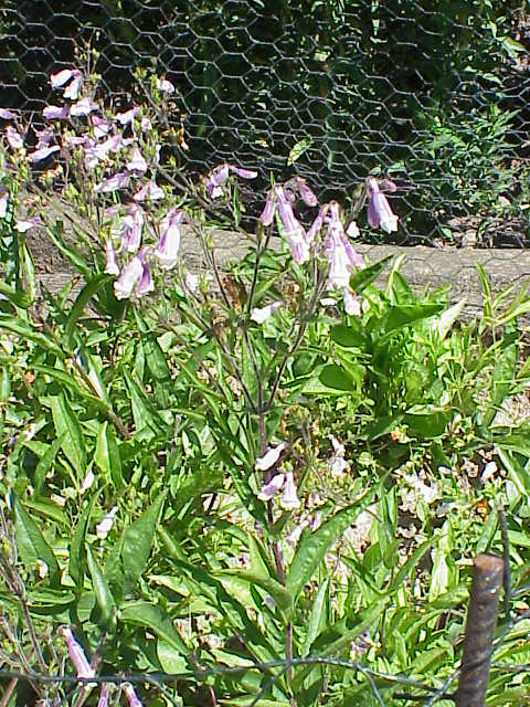 Hairy Beardtongue – Penstemon hirsutus