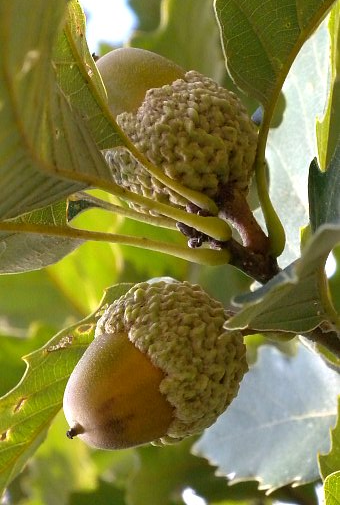 Dwarf Chinquapin Oak - Quercus prinoides