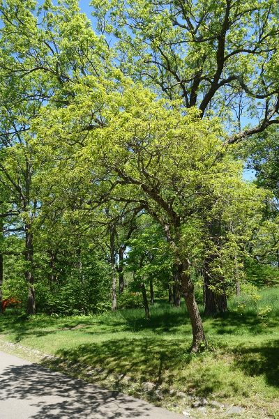 Dwarf Chinquapin Oak - Quercus prinoides