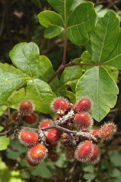 Fragrant Sumac – Rhus aromatica