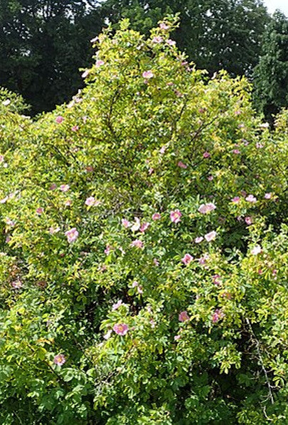 Early Wild Rose -- Rosa blanda