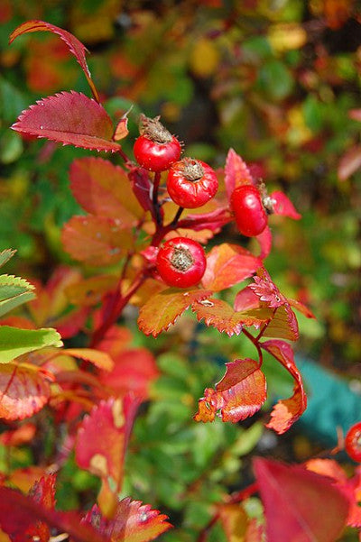 Pasture Rose -- Rosa carolina