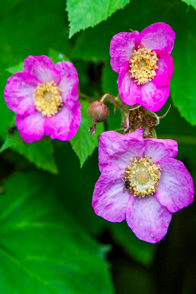 Purple Flowering Raspberry - Rubus odoratus