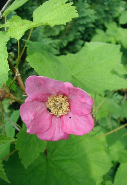 Purple Flowering Raspberry - Rubus odoratus