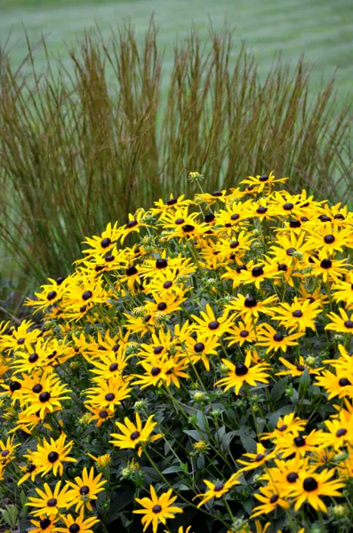 Showy Black-eyed Susan - Rudbeckia fulgida