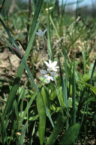 White Blue-Eyed Grass - Sisyrinchium albidum
