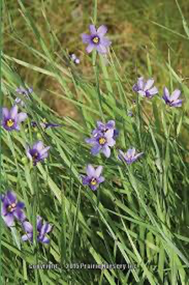 Prairie Blue-Eyed Grass - Sisyrinchium campestre