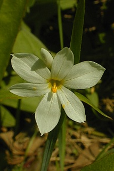 White Blue-Eyed Grass - Sisyrinchium albidum