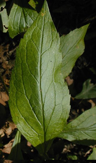 Elm-leaved Goldenrod - Solidago ulmifolia