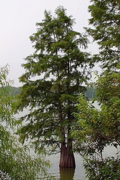 Bald Cypress - Taxodium distichum