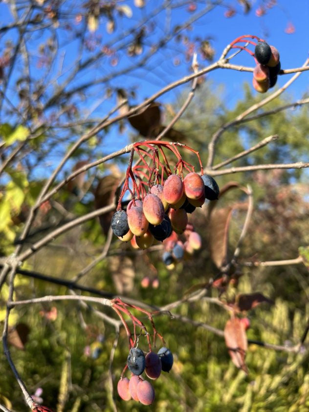 Nannyberry - Viburnum lentago