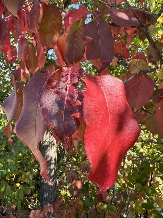 Nannyberry - Viburnum lentago