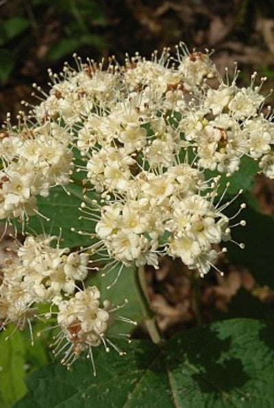 Maple Leaf Viburnum - Viburnum acerifolium