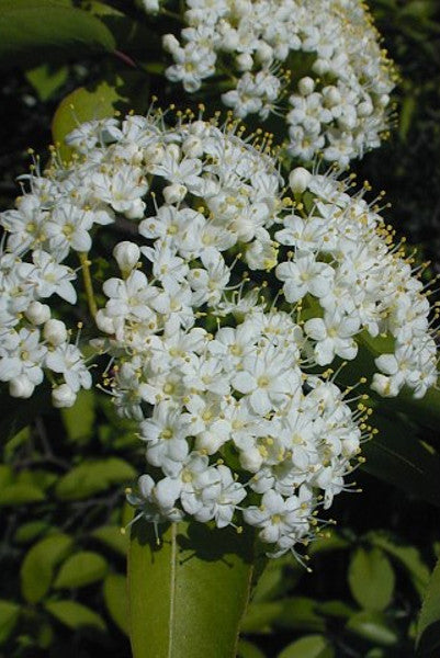 Blackhaw Viburnum - Viburnum prunifolium