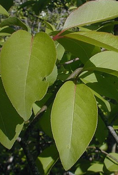 Blackhaw Viburnum - Viburnum prunifolium