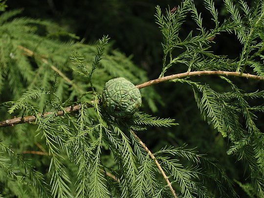 Bald Cypress - Taxodium distichum