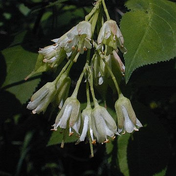 Bladdernut - Staphylea trifolia