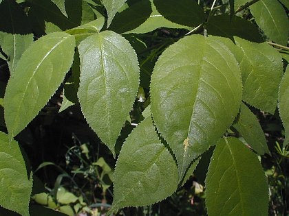 Bladdernut - Staphylea trifolia