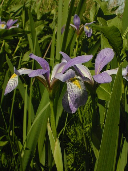 Blue flag iris - Iris virginica var. shrevei