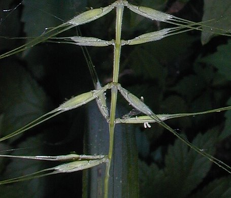 Bottlebrush Grass - Elymus patula