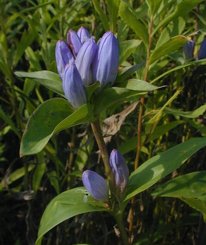 Bottle Gentian - Gentiana andrewsii