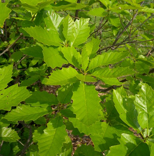 Dwarf Chinquapin Oak - Quercus prinoides