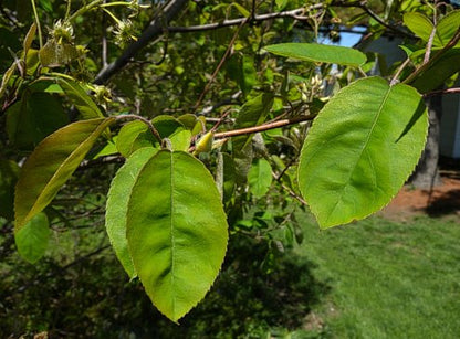 Juneberry - Amelanchier arborea
