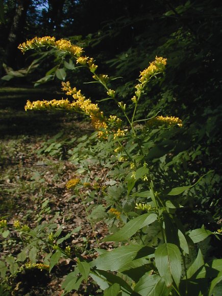 Elm-leaved Goldenrod - Solidago ulmifolia