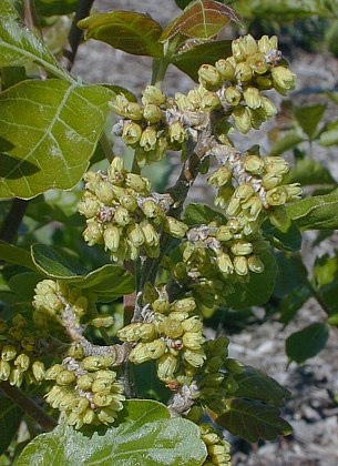 Fragrant Sumac – Rhus aromatica