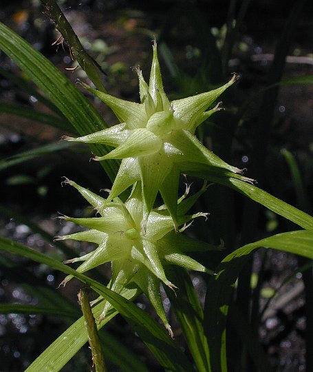 Gray's Sedge - Carex grayi