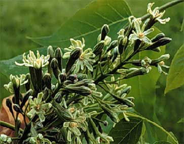 Kentucky Coffee Tree - Gymnocladus dioicus