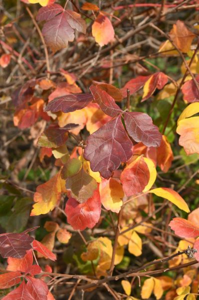 Fragrant Sumac – Rhus aromatica