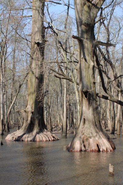 Bald Cypress - Taxodium distichum