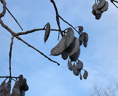 Kentucky Coffee Tree - Gymnocladus dioicus