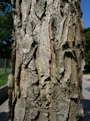 Kentucky Coffee Tree bark