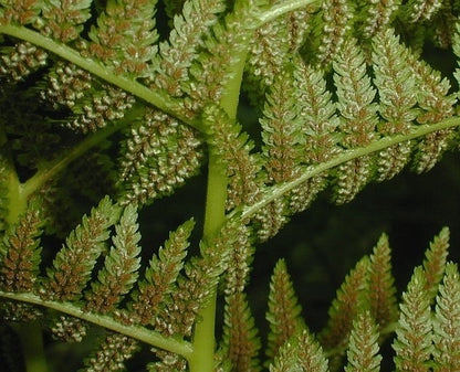 Lady fern - Athyrium filix-femina