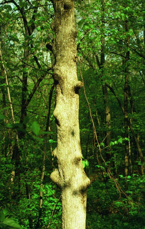 Ironwood - Ostrya virginiana